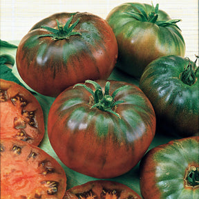 Tomates - Tomate Noire russe - Solanum lycopersicum noire russe