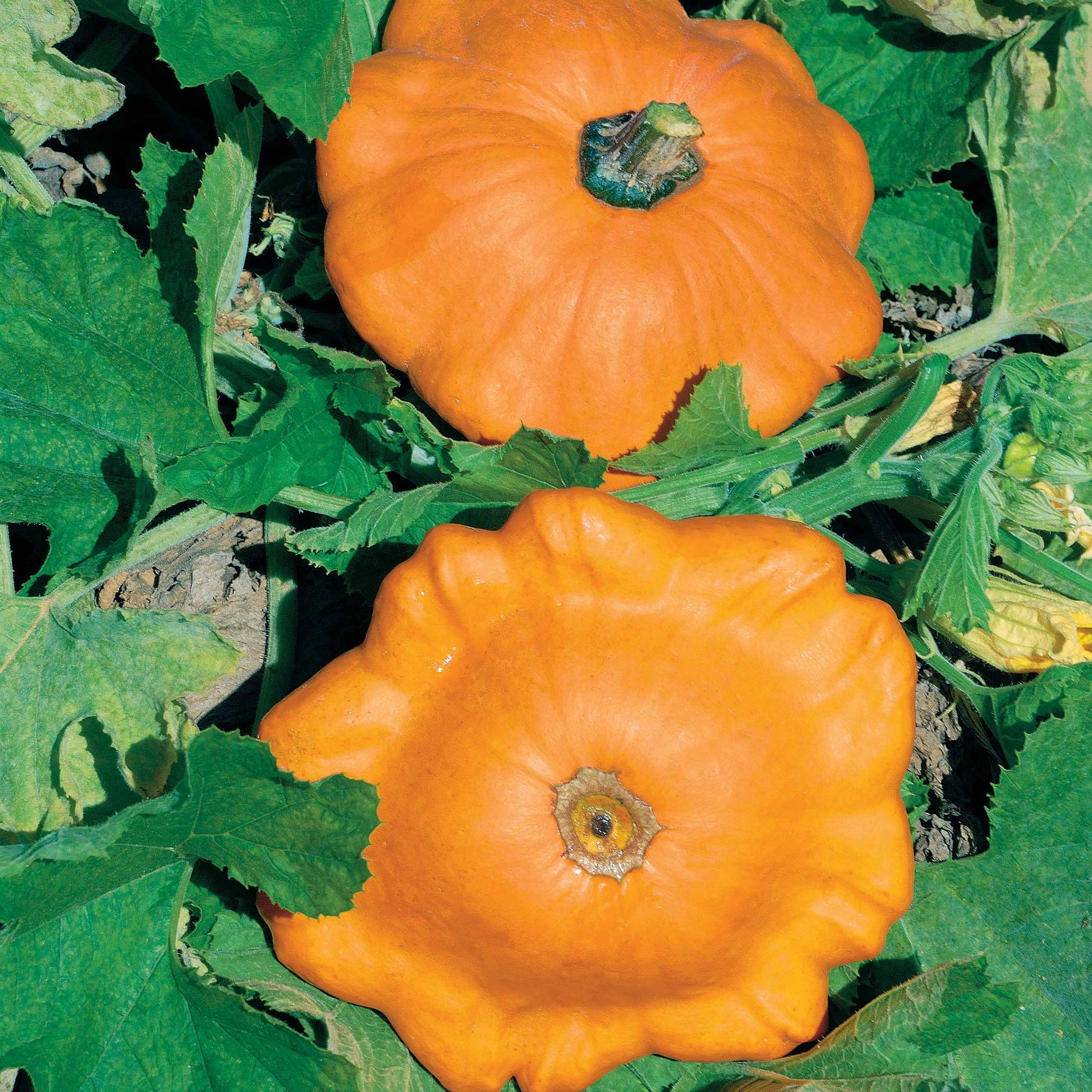 Pâtisson orange - Willemse
