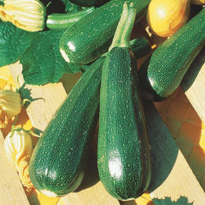 Graines de fruits et légumes Bio - Courgette verte non coureuse des maraîchers Bio - Cucurbita pepo verte non coureuse des maraîchers