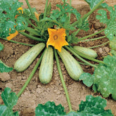 Courgette Profusion  - Grisette de Provence - Willemse