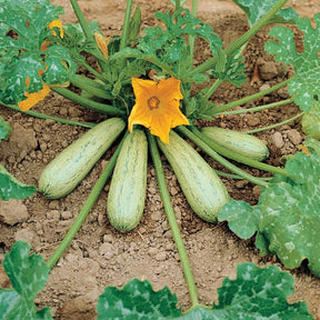 Courgette Profusion  - Grisette de Provence - Willemse