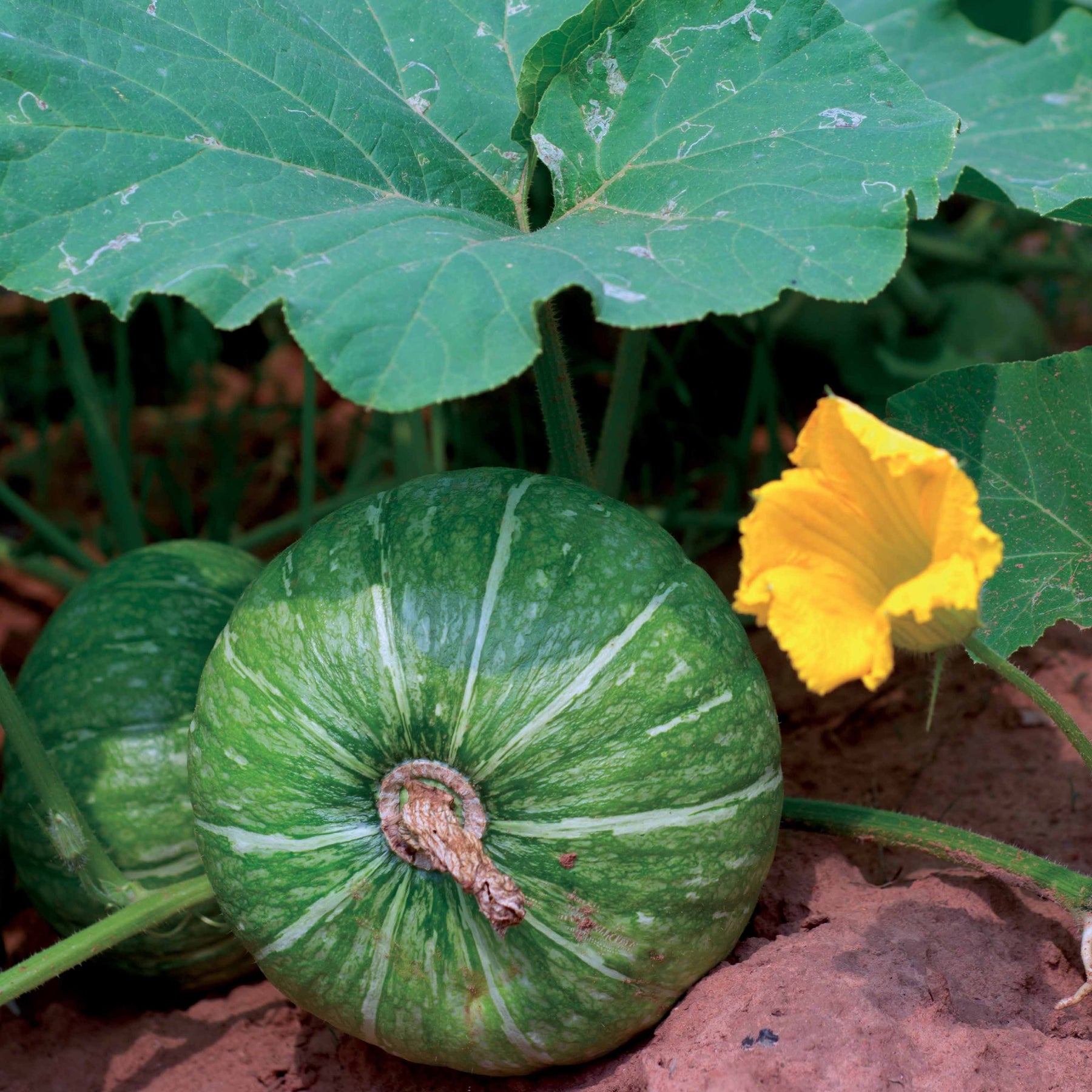 Cucurbita pepo de nice à fruits ronds - Courgette De Nice à fruits ronds - Courgettes