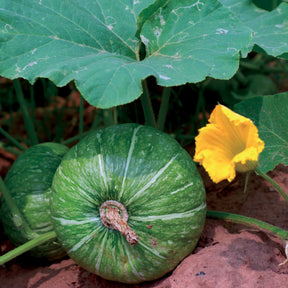 Cucurbita pepo de nice à fruits ronds - Courgette De Nice à fruits ronds - Courgettes