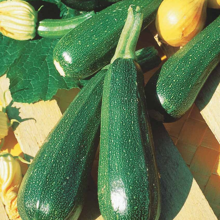 Courgette verte non coureuse des maraîchers - Cucurbita pepo  verte non coureuse des maraîchers - Willemse