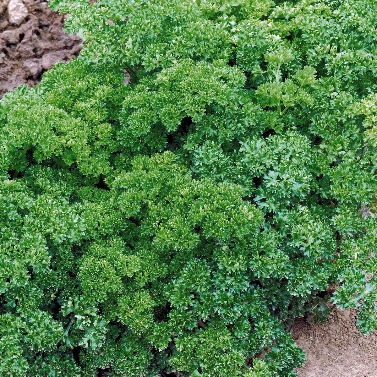 Persil Frisé vert foncé - Petroselinum crispum frisé vert foncé - Willemse