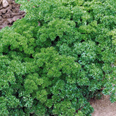 Persil frisé Vert foncé Bio - Willemse