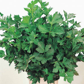 Vente Céleri vivace à couper - Apium graveolens