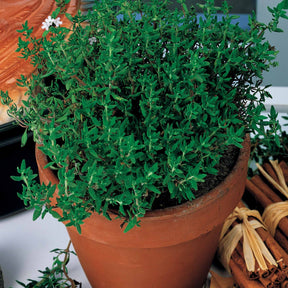 Thym d'hiver - Thymus vulgaris - Willemse