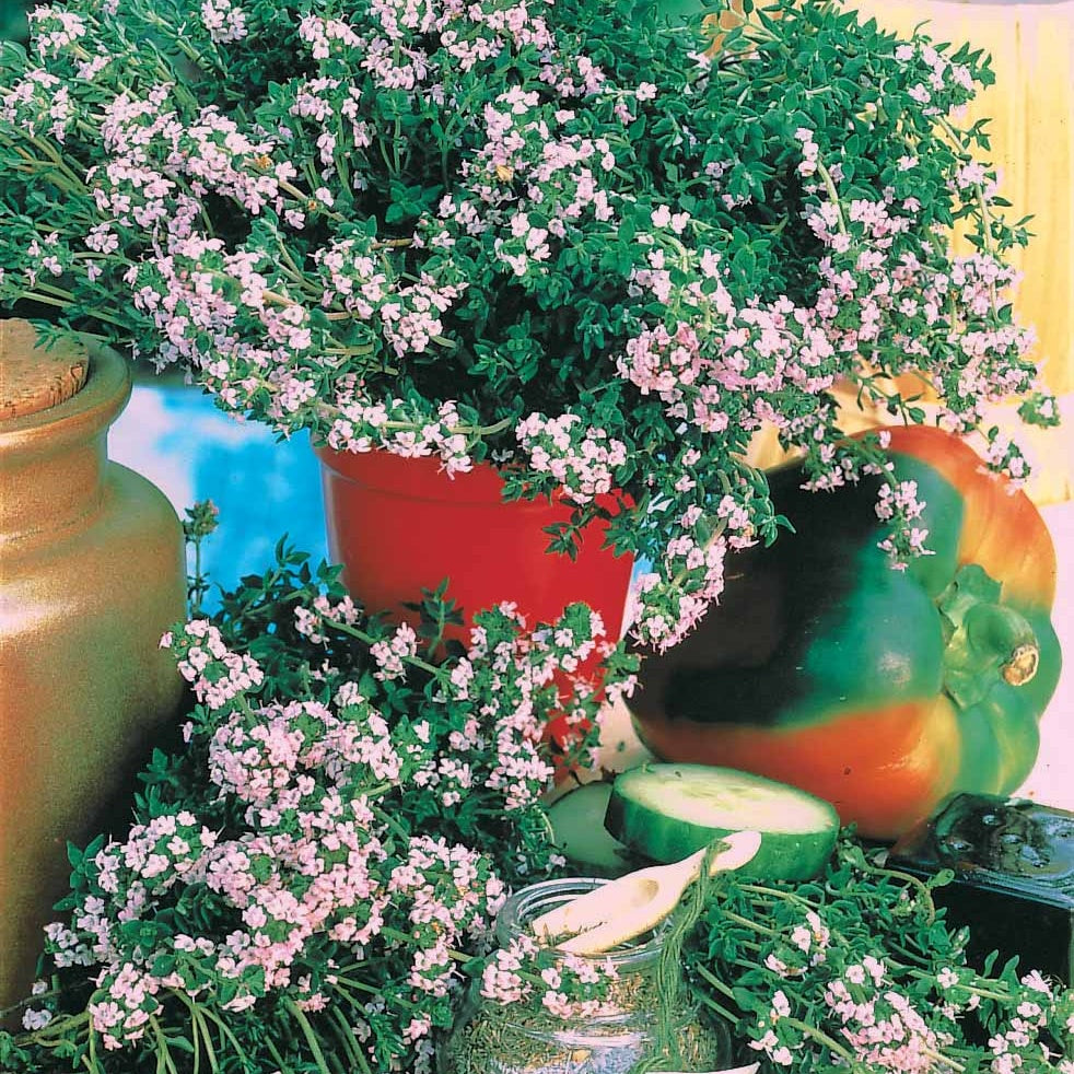 Thymus vulgaris - Thym d'hiver - Graines d'aromatiques