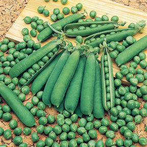 Pisum sativum cash (obt. clause) - Pois nain ridé Cash - Pois et petits pois