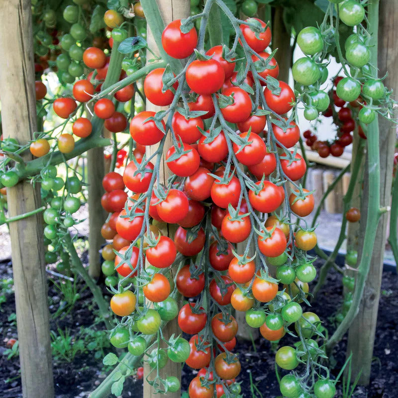 Collection de 7 sachets de graines pour potager - Collections de graines - Willemse