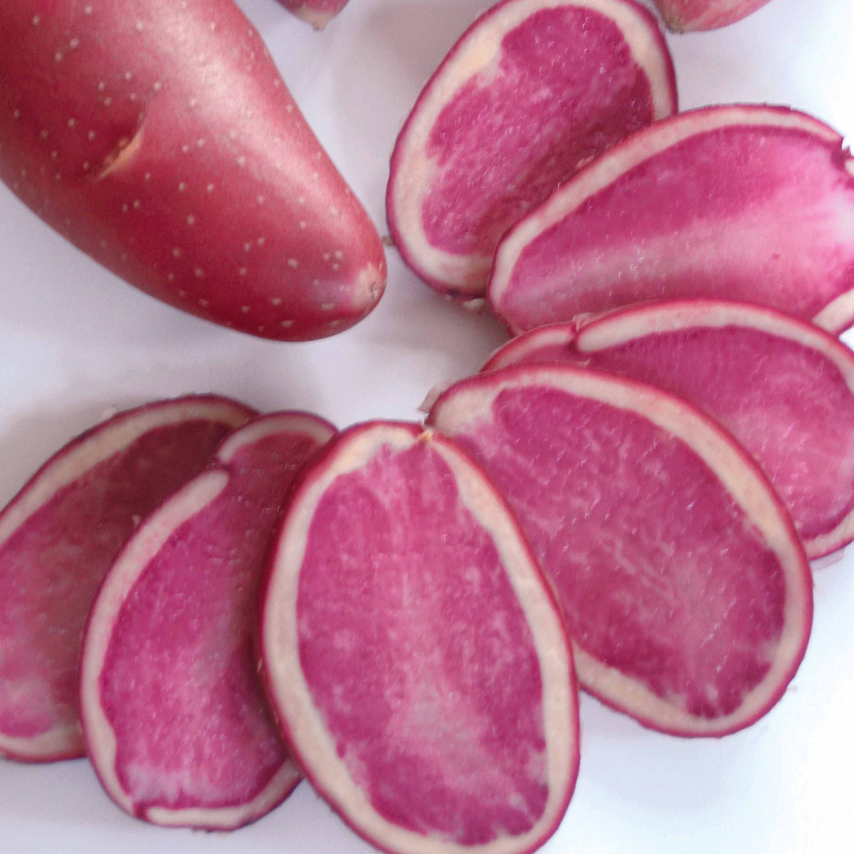 10 Pommes de terre Rouge des Flandres - Solanum tuberosum Rouge des Flandres - Willemse