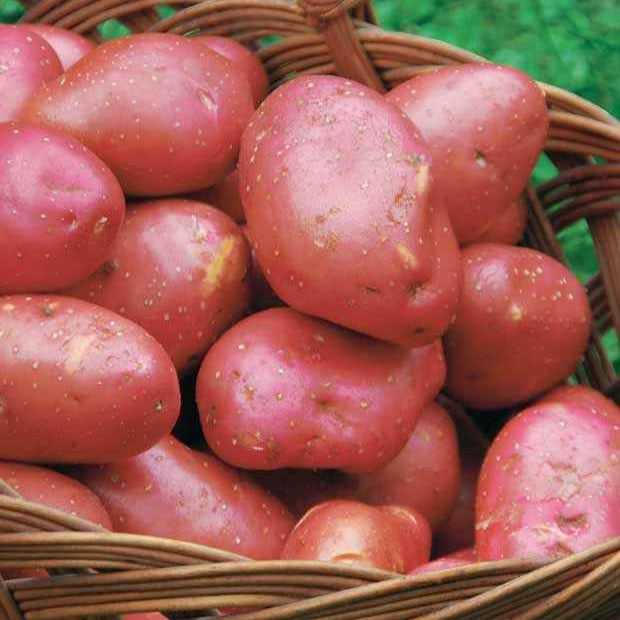 Solanum tuberosum Rouge des Flandres - 10 Pommes de terre Rouge des Flandres - Plants de Pommes de Terre