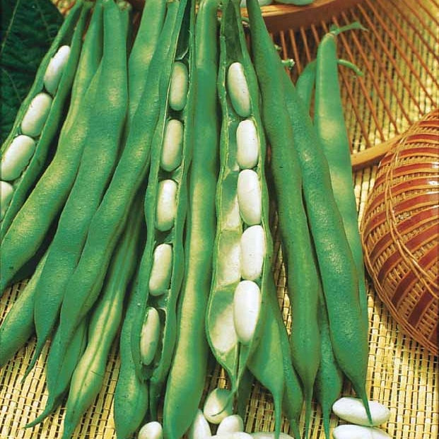 Haricot nain Lingot suisse blanc - Willemse