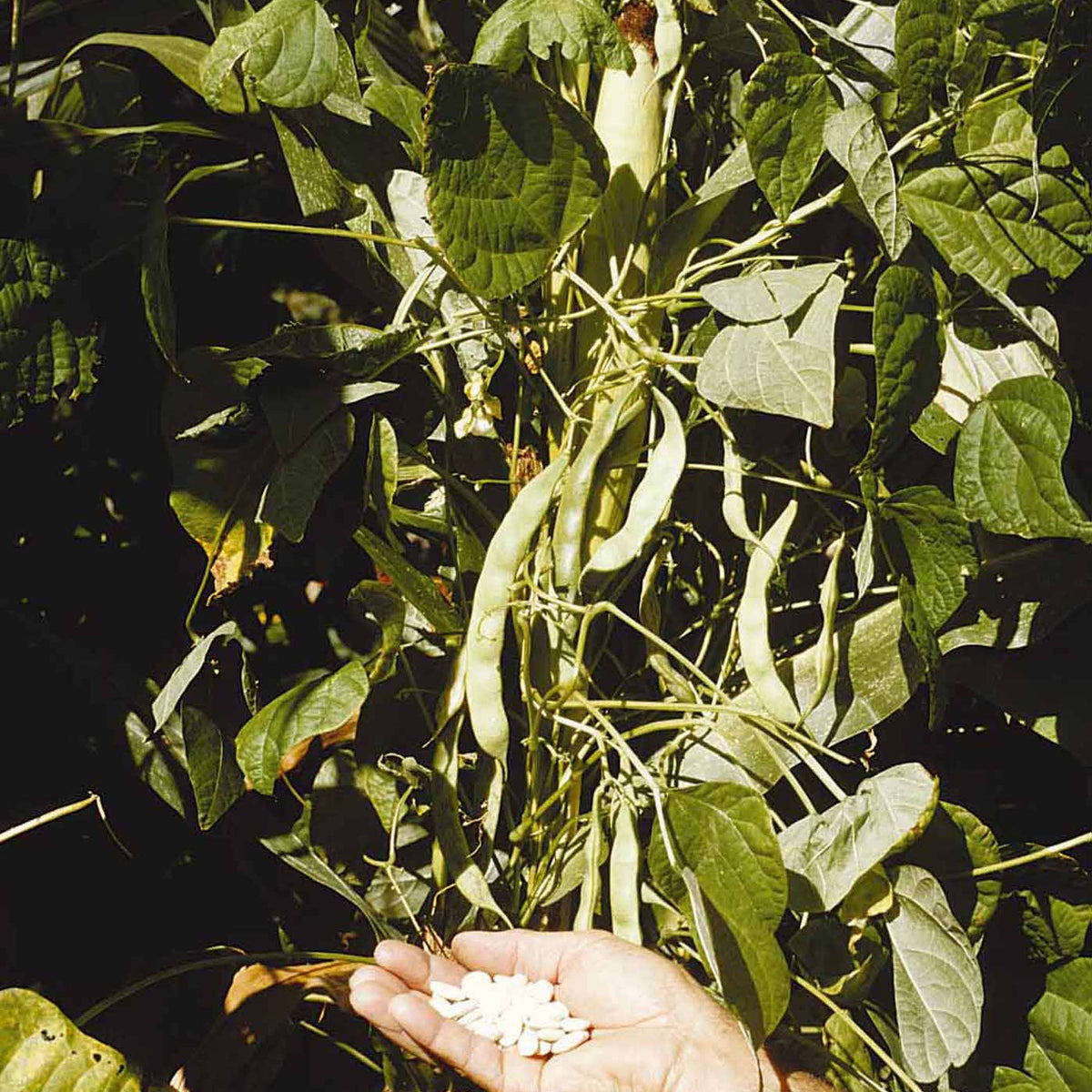 Haricot à rames Haricot Maïs type tarbais - Phaseolus vulgaris haricot maïs type tarbais - Willemse