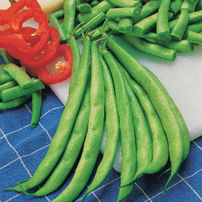Phaseolus vulgaris Contender - Haricot nain mangetout Contender - Haricots nains mangetout