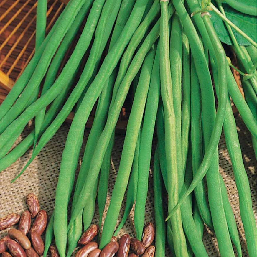 Haricot nain Fin de Bagnols - Phaseolus vulgaris fin de bagnols - Willemse