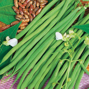 Phaseolus vulgaris fin de bagnols - Haricot nain Fin de Bagnols - Haricots nains mangetout