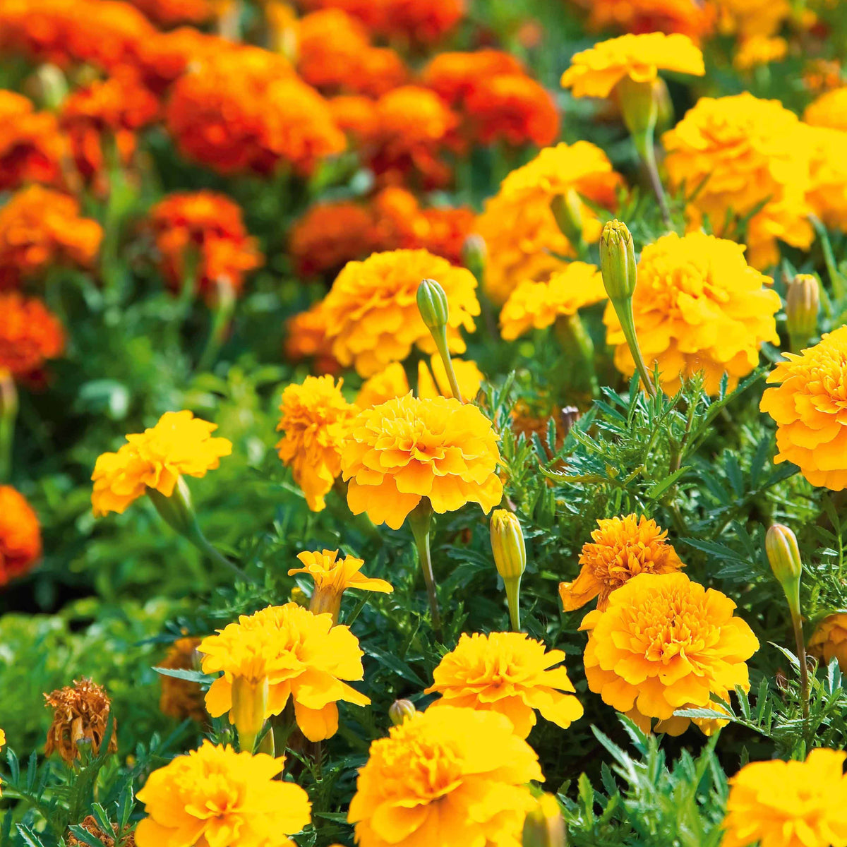 Oeillet d'Inde nain Petite jaune citron - Tagetes patula  petite jaune citron - Willemse