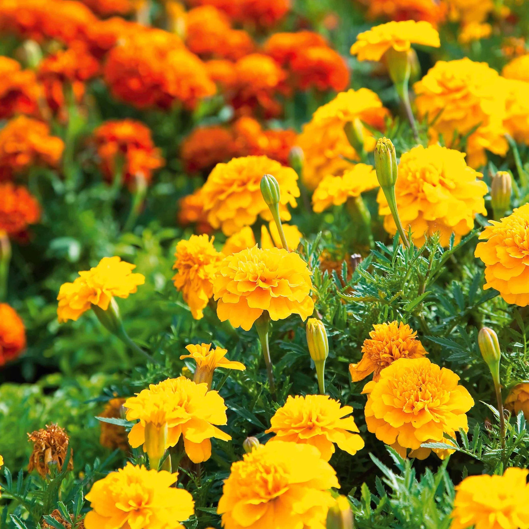 Oeillet d'Inde nain Petite jaune citron - Tagetes patula  petite jaune citron - Willemse