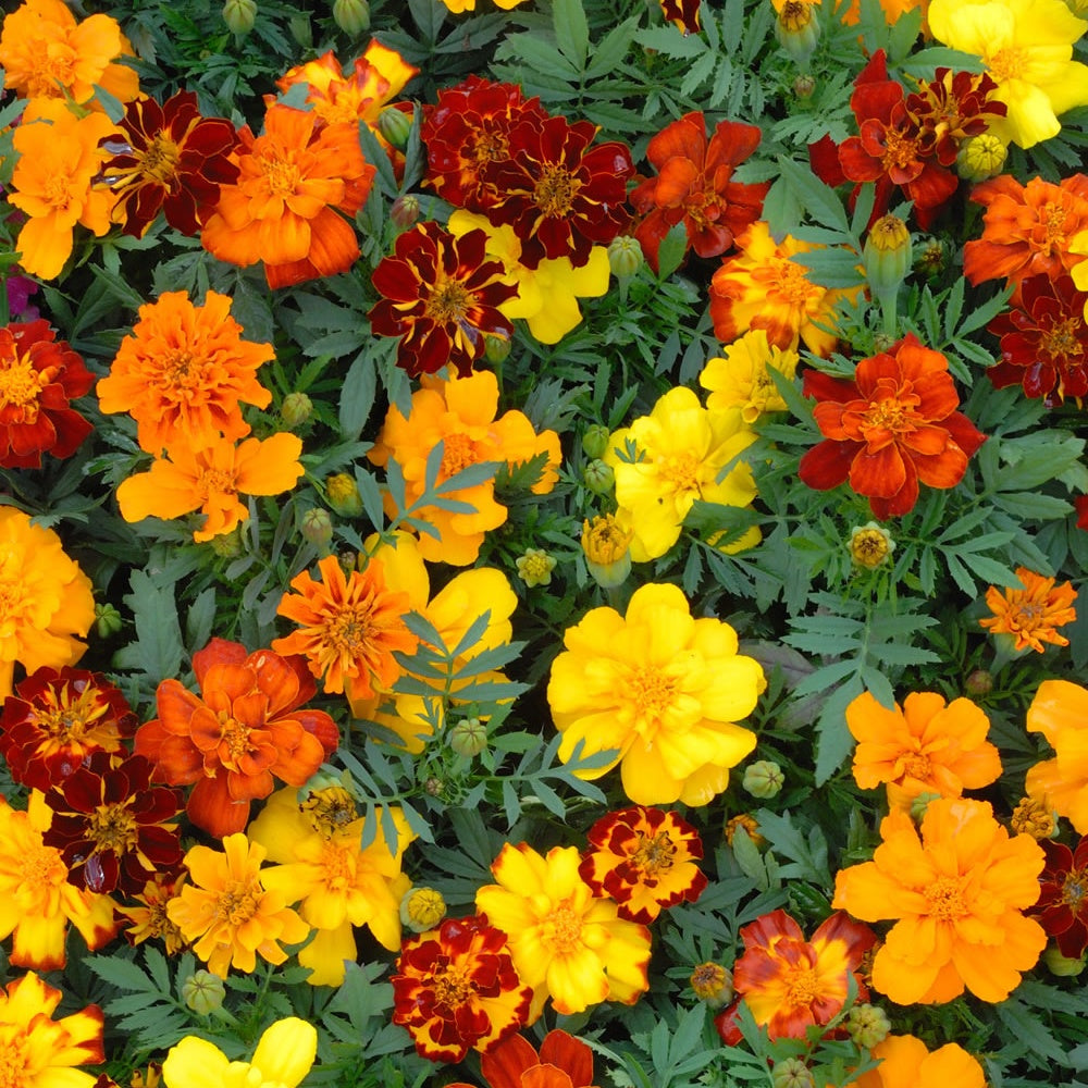 Tapis de fleurs - 5 Tapis de graines Massif ensoleillé - Tapis de graines massif ensoleillé