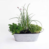Le kit 3 aromatiques en jardinière zinc - Willemse