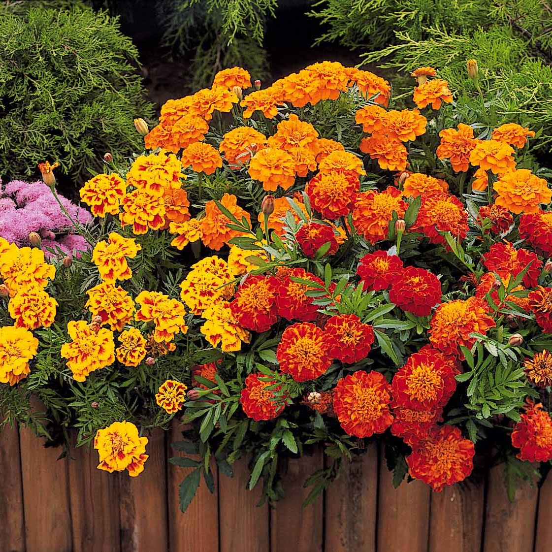 Tagetes patula rusty red - Oeillet d'Inde nain Rusty red - Œillets d'Inde et roses d'Inde