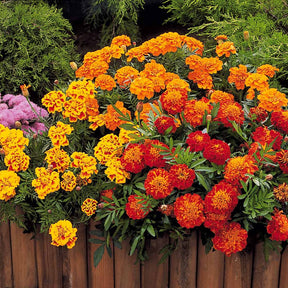 Tagetes patula rusty red - Oeillet d'Inde nain Rusty red - Œillets d'Inde et roses d'Inde