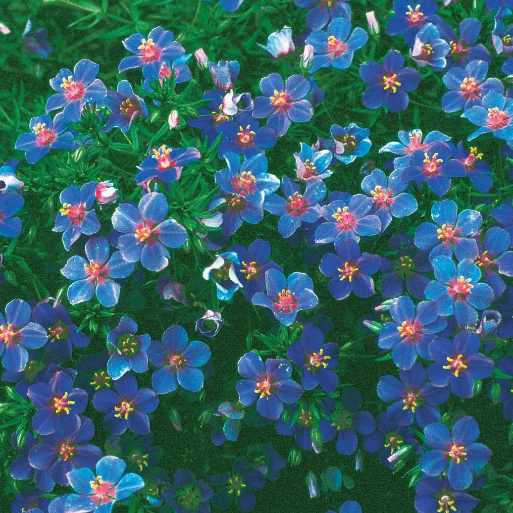 Anagallis linifolia - Gentiane bleue - Graines de fleurs