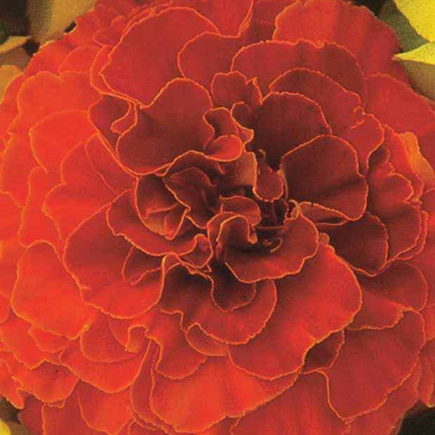 Oeillet d'Inde Solar Red F1 - Willemse