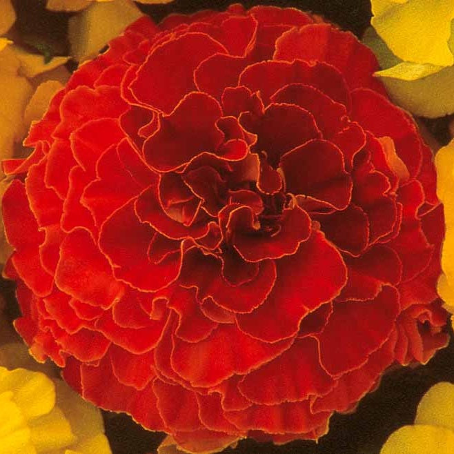 Oeillet d'Inde Solar Red F1 - Tagetes patula nana solar red f1 - Willemse