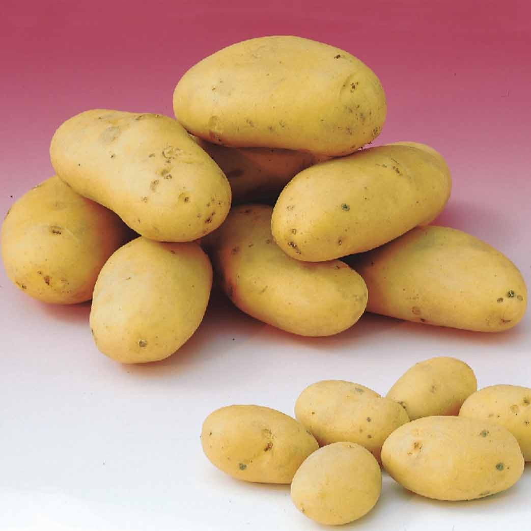 Solanum tuberosum caesar - 25 Pommes de terre Caesar - Plants de Pommes de Terre