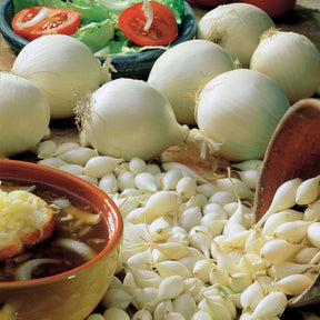 Bulbes d'oignons - Oignon blanc Snowball - Allium cepa snowball