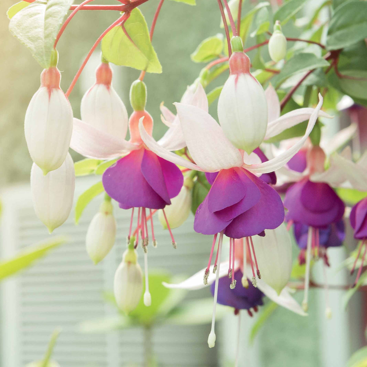3 Fuchsias résistants au gel Blue Sarah - Fuchsia blue sarah - Willemse
