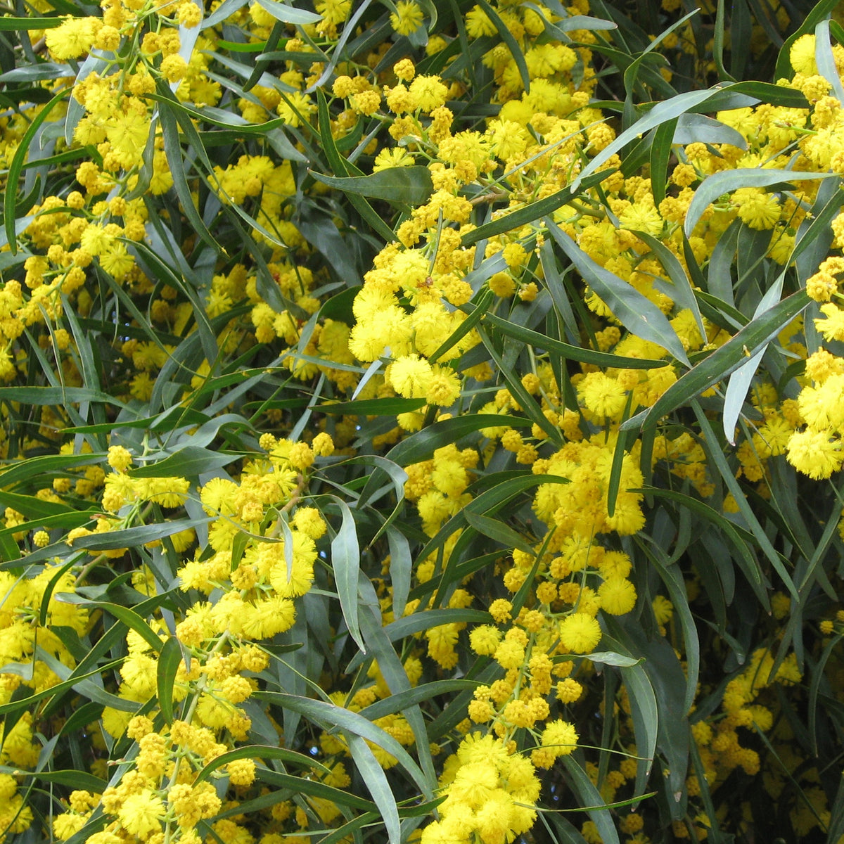 Mimosa des 4 saisons - Willemse