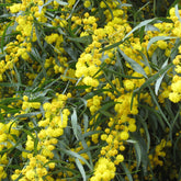 Mimosa des 4 saisons - Willemse