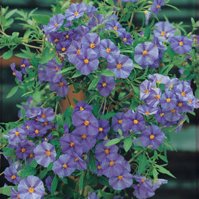Arbustes à fleurs - Arbre aux gentianes - Lycianthes rantonnetii