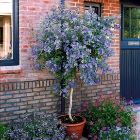 Lycianthes rantonnetii - Arbre aux gentianes - Arbustes à fleurs