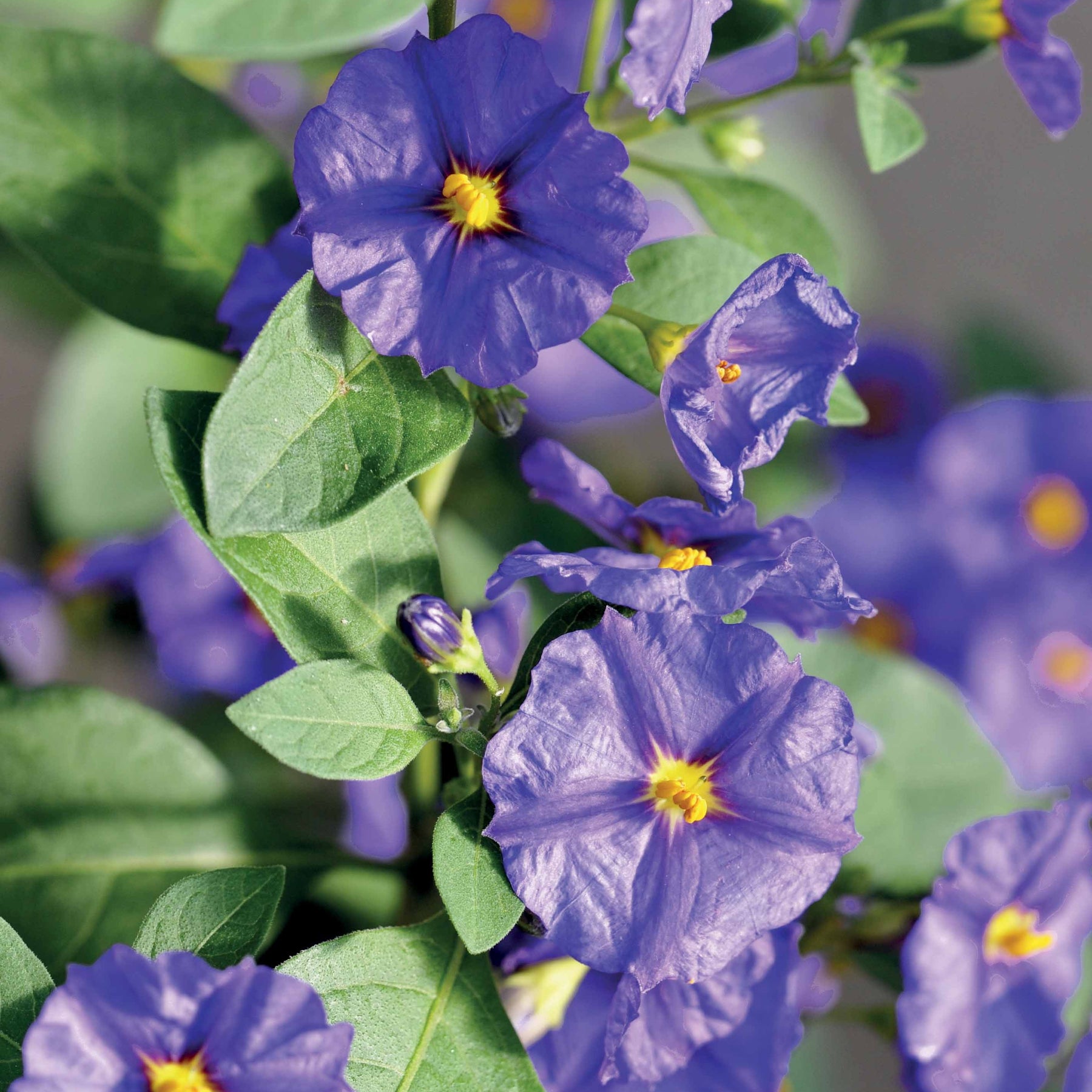 Vente Arbre aux gentianes - Lycianthes rantonnetii