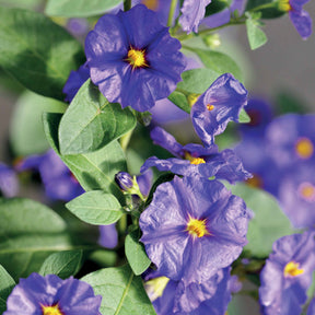 Vente Arbre aux gentianes - Lycianthes rantonnetii
