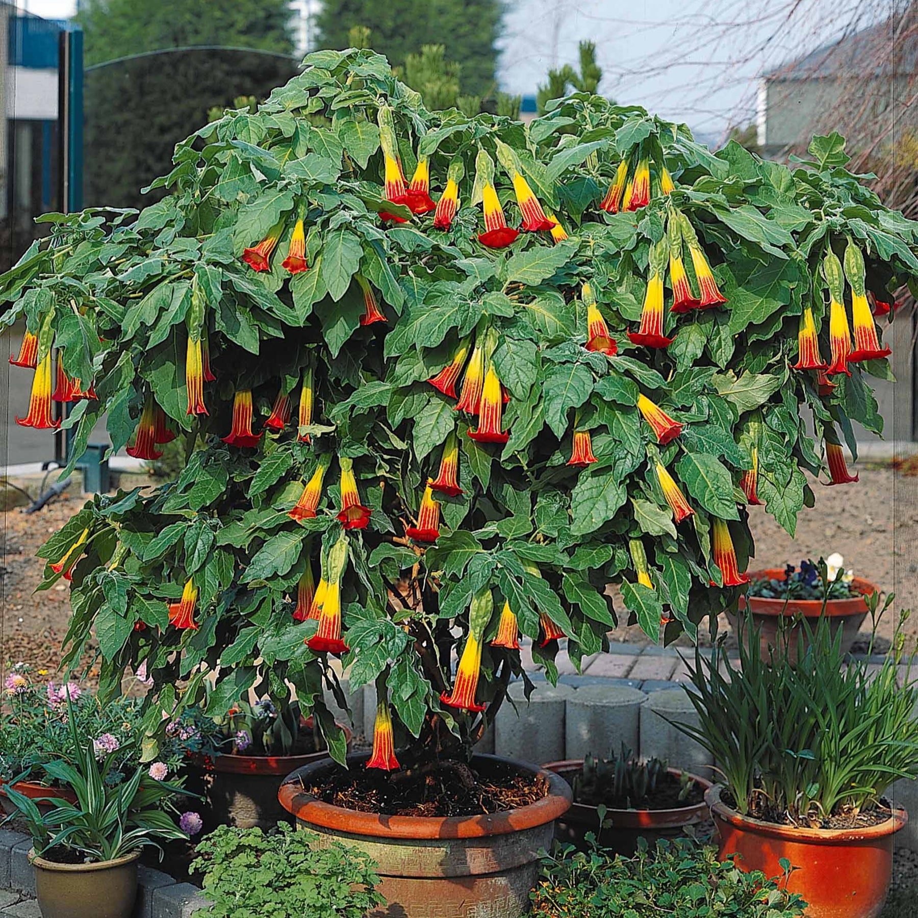 Brugmansia rouge et or - Willemse