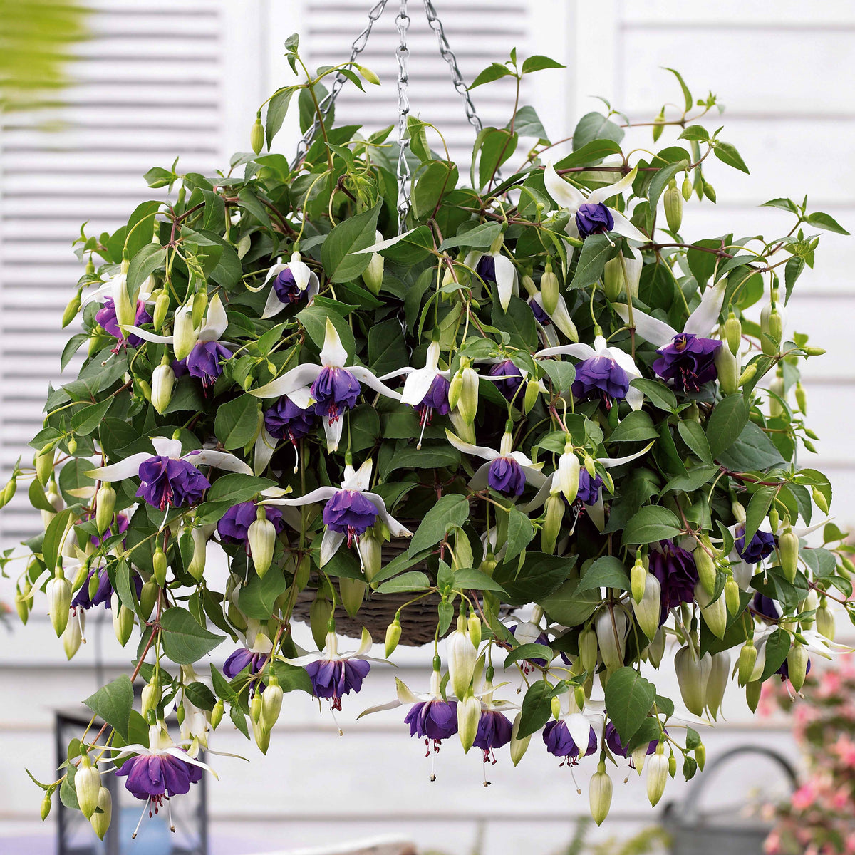3 Fuchsias retombants Blue Angel - Willemse