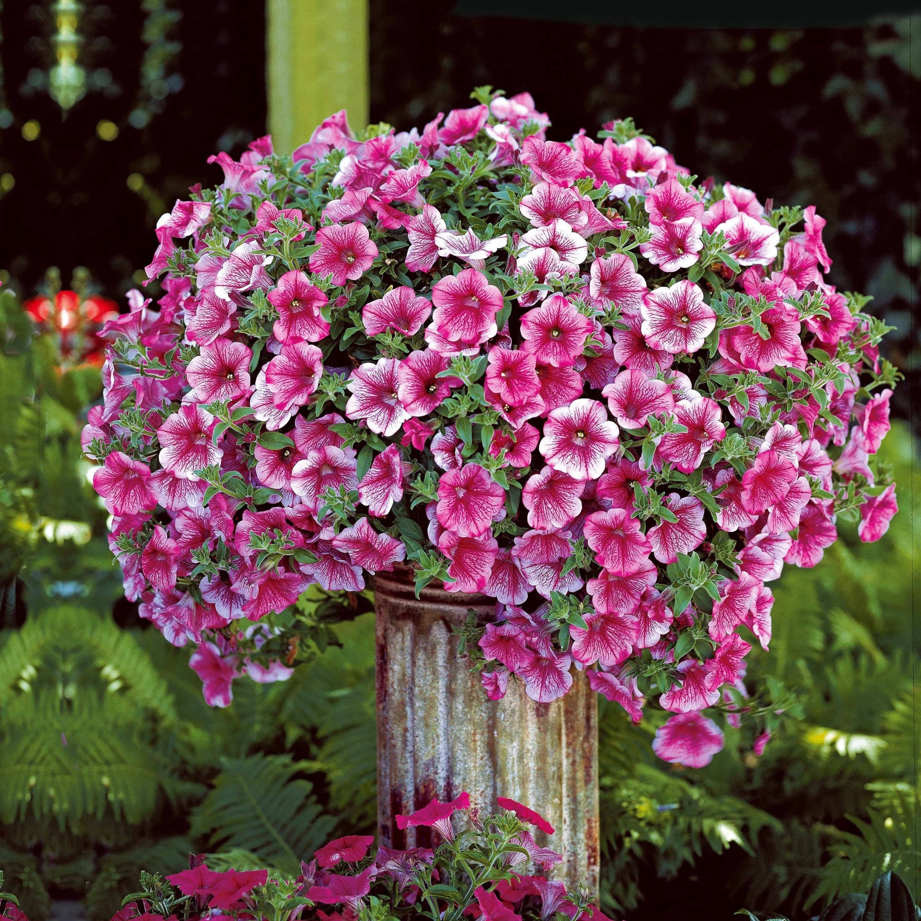 Petunia - 3 Pétunias retombants roses - Pétunias