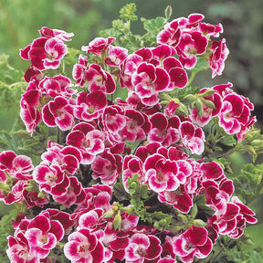 Pelargonium pansy - 3 Géraniums parfumés Pansy - Géranium de balcon