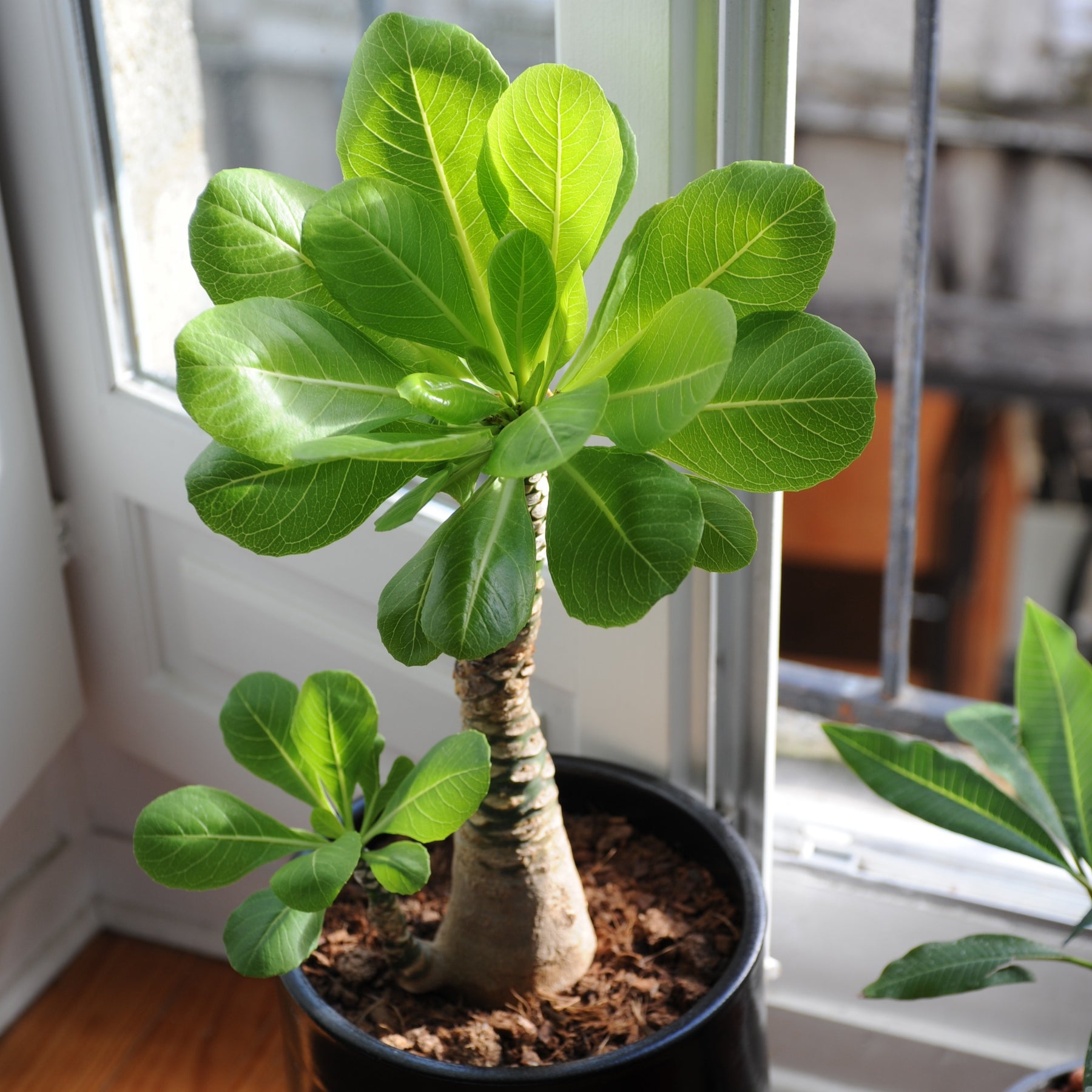 Brighamia insignis kirsten - Palmier Hawaïen - Palmier d'intérieur