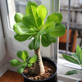 Brighamia insignis kirsten - Palmier Hawaïen - Palmier d'intérieur
