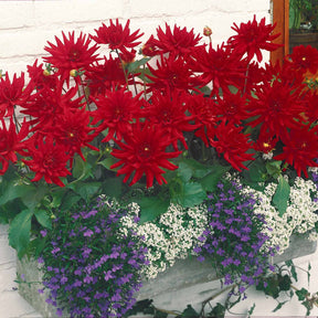 Dahlia - 3 Dahlias cactus nain Red Pigmy - Dahlia Red Pigmy