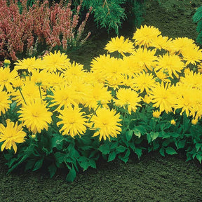 3 Dahlias cactus nain Yellow Happiness - Dahlia yellow happiness - Willemse