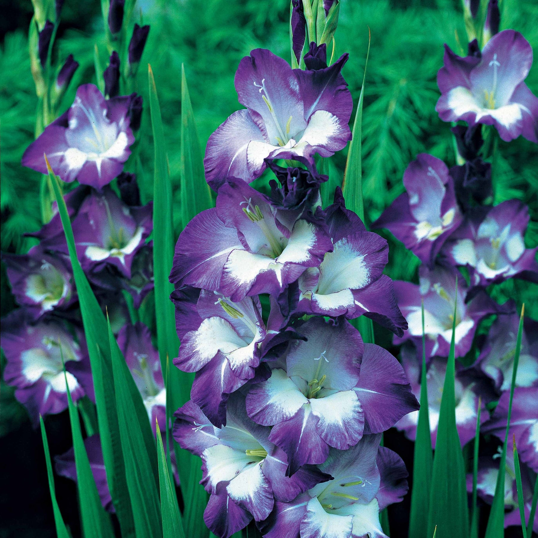 Gladiolus nori - 25 Glaïeuls Nori - Glaïeul