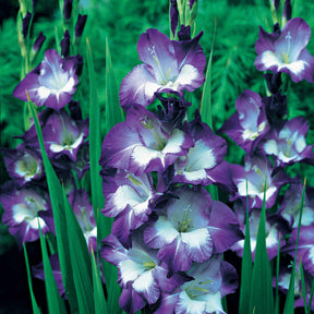 Gladiolus nori - 25 Glaïeuls Nori - Glaïeul